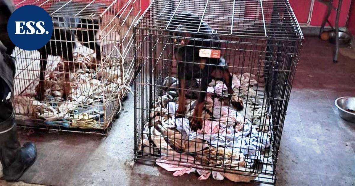 Huonosti hoidettu kennel Heinolassa johti eläintenpitokieltoon – koirat valtiolle | Päijät-Häme