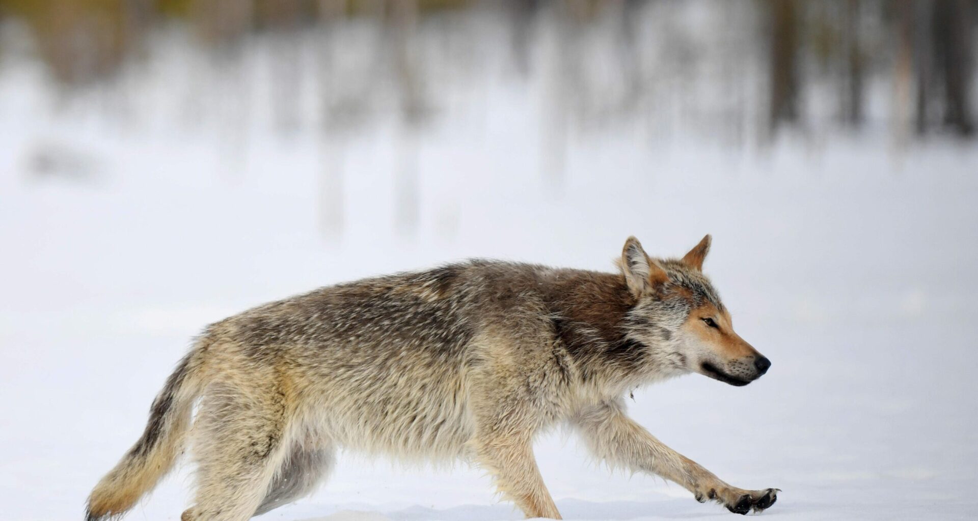 Metsästäjäliitto selvittää ilves- ja susikantaa