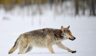 Metsästäjäliitto selvittää ilves- ja susikantaa