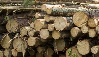 Tällä pörssin metsäyhtiö haastaa metsärahastoja - Maaseudun Tulevaisuus