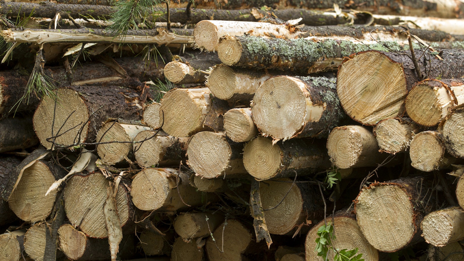 Tällä pörssin metsäyhtiö haastaa metsärahastoja - Maaseudun Tulevaisuus