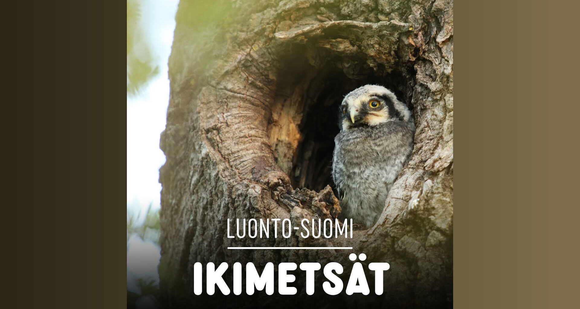 Ikimetsät - hyväntekeväisyyslähetys | Luonto-Suomi