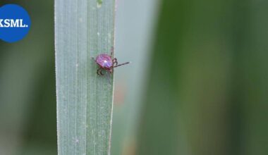 Punkin pureman aiheuttama liha-allergia sai ensimmäisen kuolonuhrinsa | Uutissuomalainen