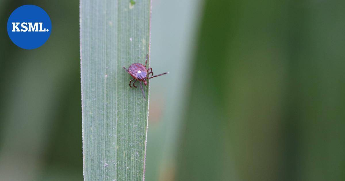 Punkin pureman aiheuttama liha-allergia sai ensimmäisen kuolonuhrinsa | Uutissuomalainen