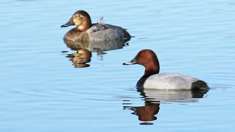 Punasotkapari uiskentelee vedessä.
