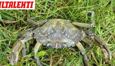 Mistä tämä outo eläin tuli?