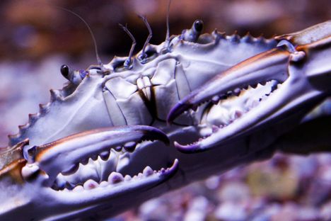 Sinitaskurapu on peräisin Atlantin valtameren länsilaidalta.