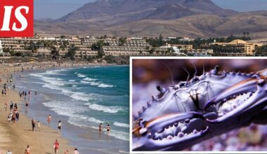 Haitallinen ja harvinainen sinitaskurapu löytyi Kanariansaaren rannalta