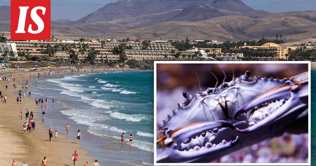 Haitallinen ja harvinainen sinitaskurapu löytyi Kanariansaaren rannalta