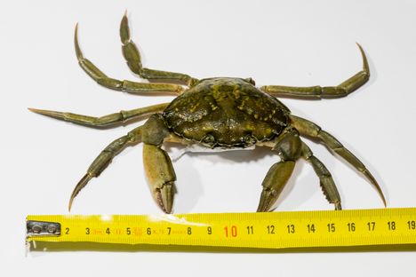 Toinen Heli Petterssonin löytämistä ravuista päätyi pakastimeen.