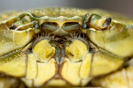 Suomessa rantataskuravusta on kirjattu vain muutamia havaintoja. Se kilpailee ravinnosta esimerkiksi muiden äyriäisten kanssa.