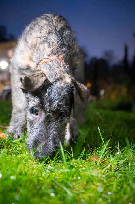 Irlanninsusikoira Ainon aamulenkit ovat saaneet lokakuussa yllättäviä käänteitä, kun pihalta on löytynyt eläviä taskurapuja.