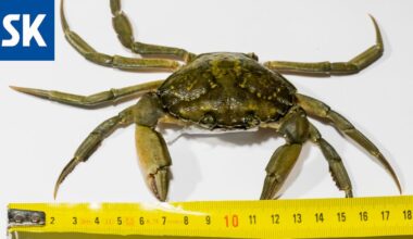 Heli Pettersson löysi kerrostalon pihalta taskurapuja, joita ei pitäisi olla Suomessa