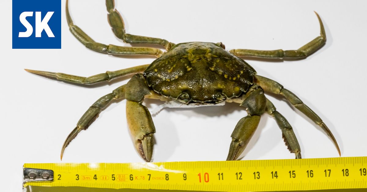 Heli Pettersson löysi kerrostalon pihalta taskurapuja, joita ei pitäisi olla Suomessa