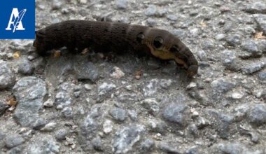 Elefantin kärsää muistuttava iso otus mönki Kalevankankaan portilla