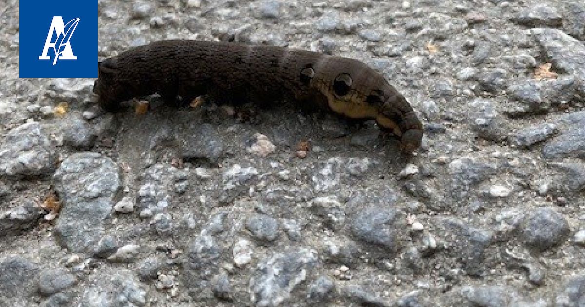 Elefantin kärsää muistuttava iso otus mönki Kalevankankaan portilla