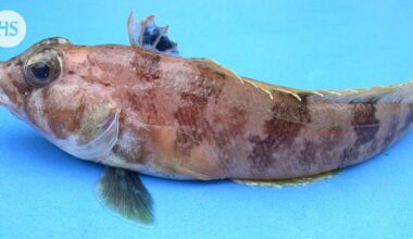 Jäävuori irtosi ja paljasti tutkijoille jääkalojen salaisen valtakunnan