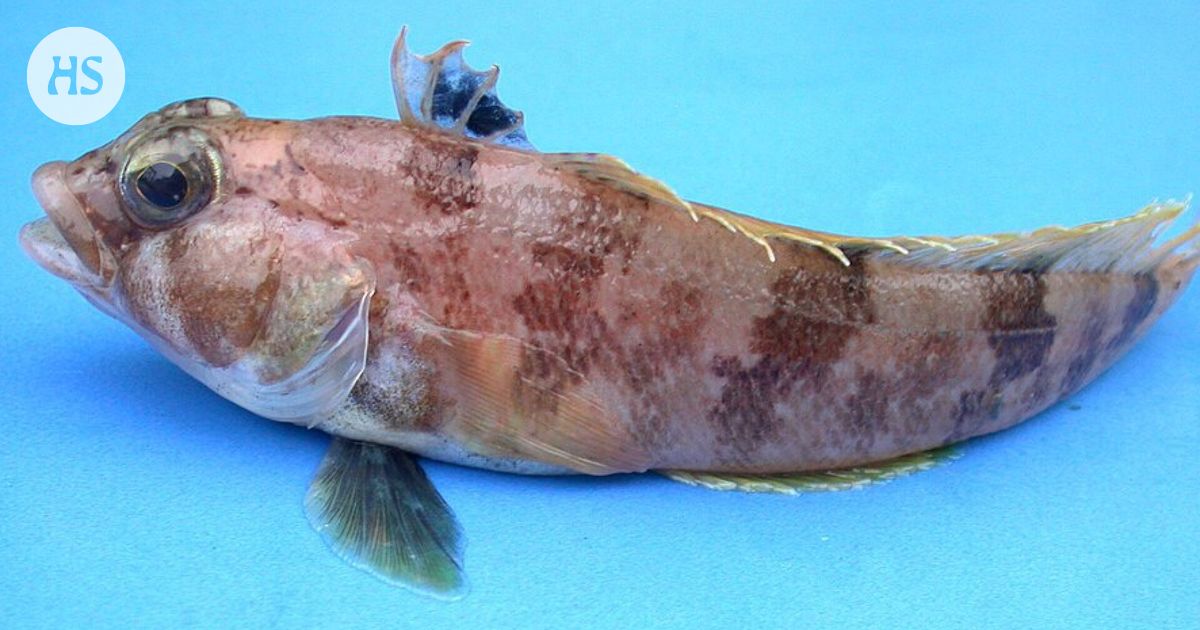 Jäävuori irtosi ja paljasti tutkijoille jääkalojen salaisen valtakunnan