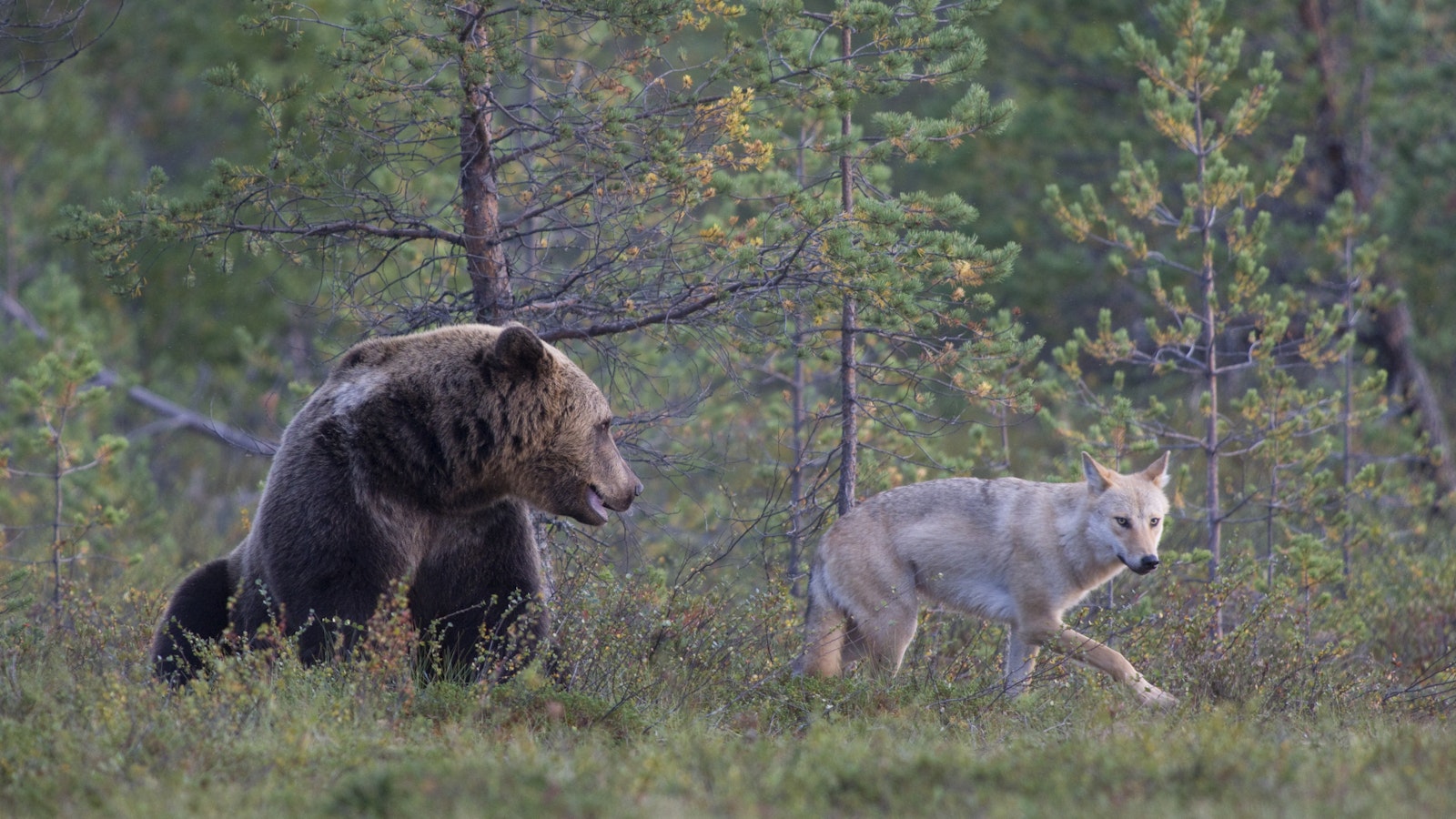 Lukijalta: Susikantaa ei voi ikuisesti kasvattaa menneiden vuosikymmenten vauhdilla - Mielipide