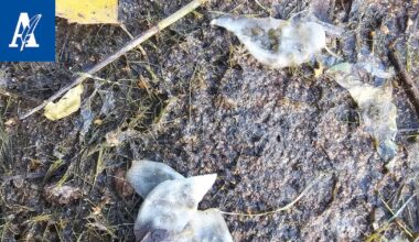 Mänttä-Vilppulassa rantavedessä lillui kummallisia pussukoita