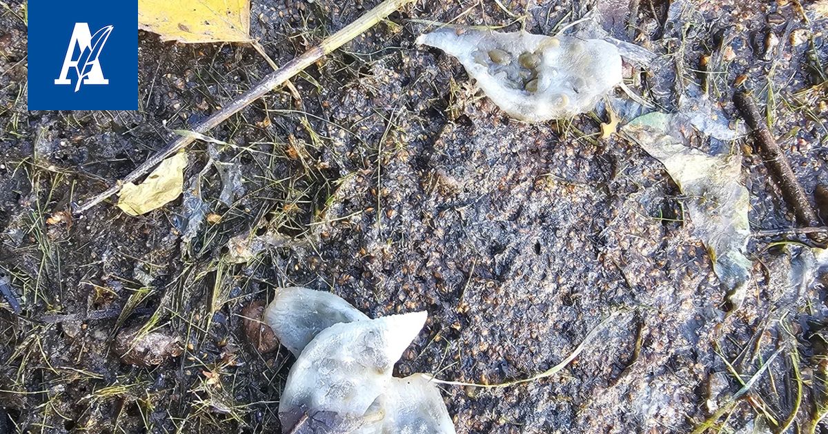 Mänttä-Vilppulassa rantavedessä lillui kummallisia pussukoita