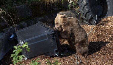 Kasvanut karhukanta herättää pelkoa Romaniassa – vuoriston retkeilijöille suositellaan karkotetta - Metsä
