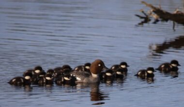 Ruokavirasto: Pieksämäellä lopetetussa telkässä oli lintuinfluenssa | Etelä-Savo