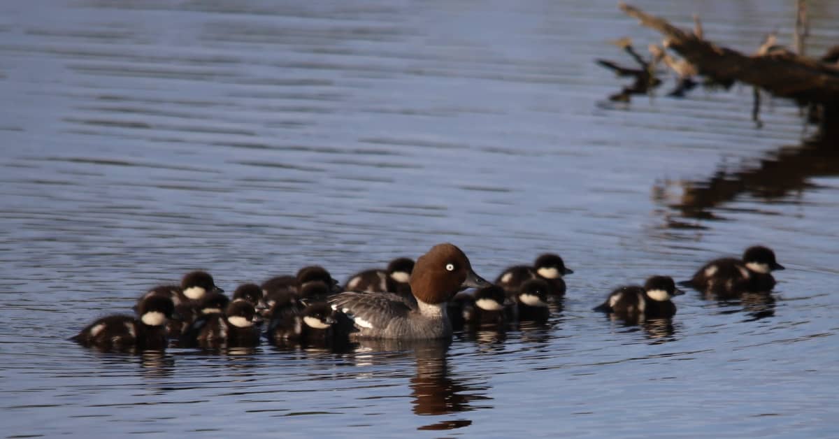 Ruokavirasto: Pieksämäellä lopetetussa telkässä oli lintuinfluenssa | Etelä-Savo