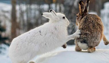 Suokukot parveilevat ja ristiturvat kamppailevat viime vuoden parhaissa luontokuvissa – ne voi nähdä nyt Riihimäellä | Kanta-Häme