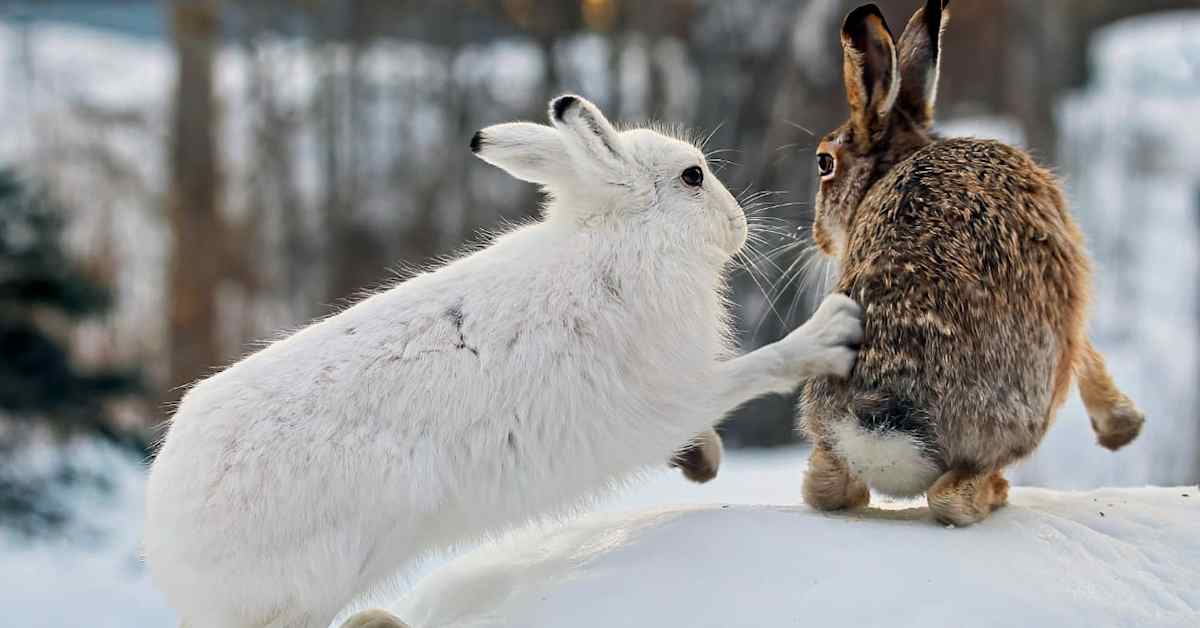 Suokukot parveilevat ja ristiturvat kamppailevat viime vuoden parhaissa luontokuvissa – ne voi nähdä nyt Riihimäellä | Kanta-Häme