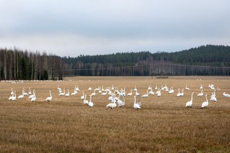 Joutsen on karaistunut lintu, eikä pelkää ensimmäisiä viileitä ilmoja.