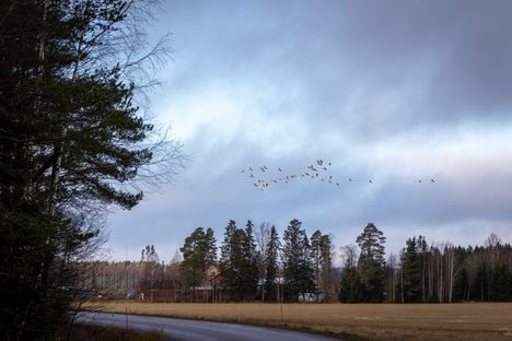 Ensimmäiset joutsenet palaavat keväällä Suomeen, kun täällä on vielä täysi talvi päällä.