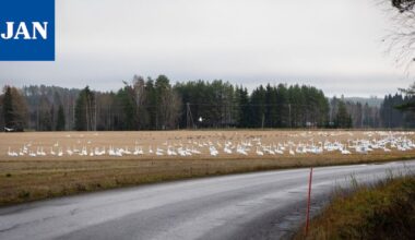Mallinkaisissa sijaitseva pelto keräsi taas Etelään-menijöitä