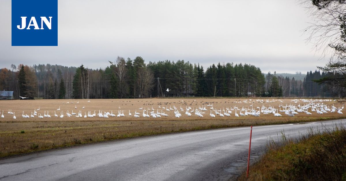 Mallinkaisissa sijaitseva pelto keräsi taas Etelään-menijöitä
