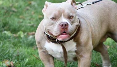 Pietarsaaressa 12-vuotiaan kimppuun hyökännyt koira määrättiin lopetettavaksi | Kotimaa