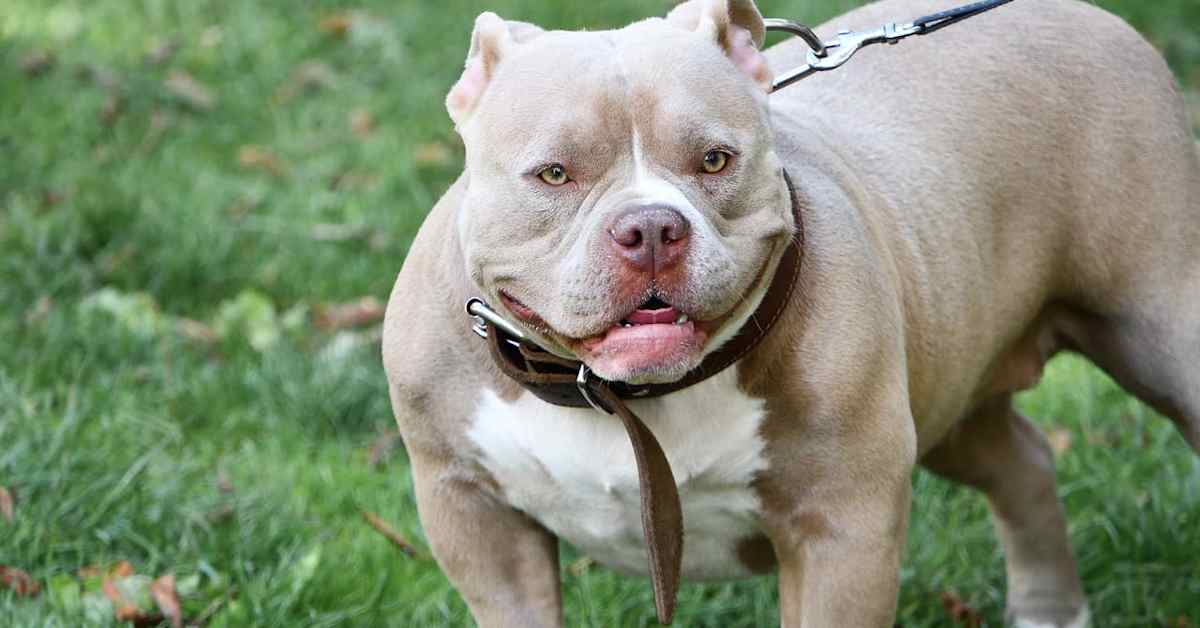 Pietarsaaressa 12-vuotiaan kimppuun hyökännyt koira määrättiin lopetettavaksi | Kotimaa