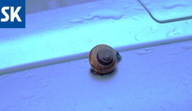 Tekstarit: Nyt meni ruokahalu! Koira lounasravintolassa oli liikaa – ”Höpöttivät koko ajan puudelille ja antoivat makupaloja”