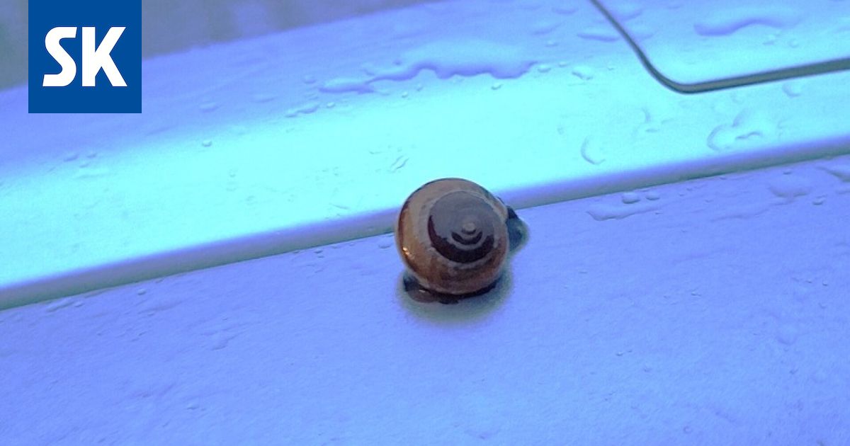 Tekstarit: Nyt meni ruokahalu! Koira lounasravintolassa oli liikaa – ”Höpöttivät koko ajan puudelille ja antoivat makupaloja”