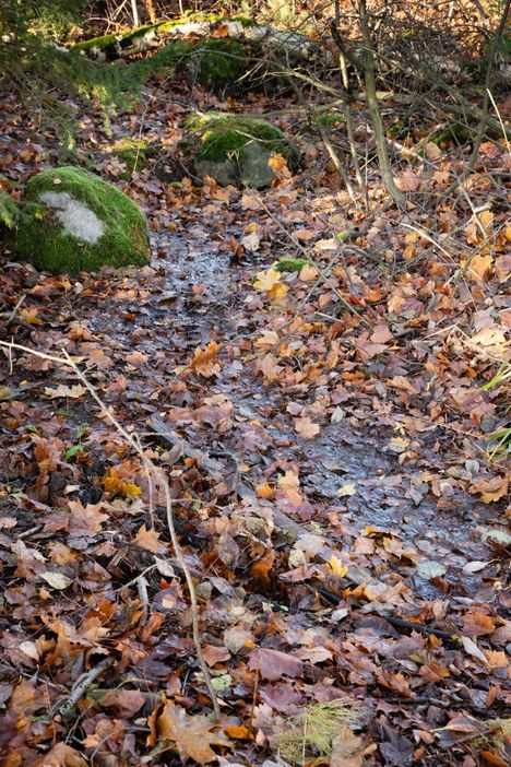 Syyssateiden jälkeen vesi näkyy noron purkukohdassa Laajasalon Stansvikissa.