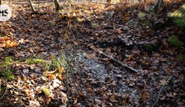 Noro nousi keskeiseksi metsäkiistassa Helsingissä – pieni virtavesi on kokoaan merkittävämpi