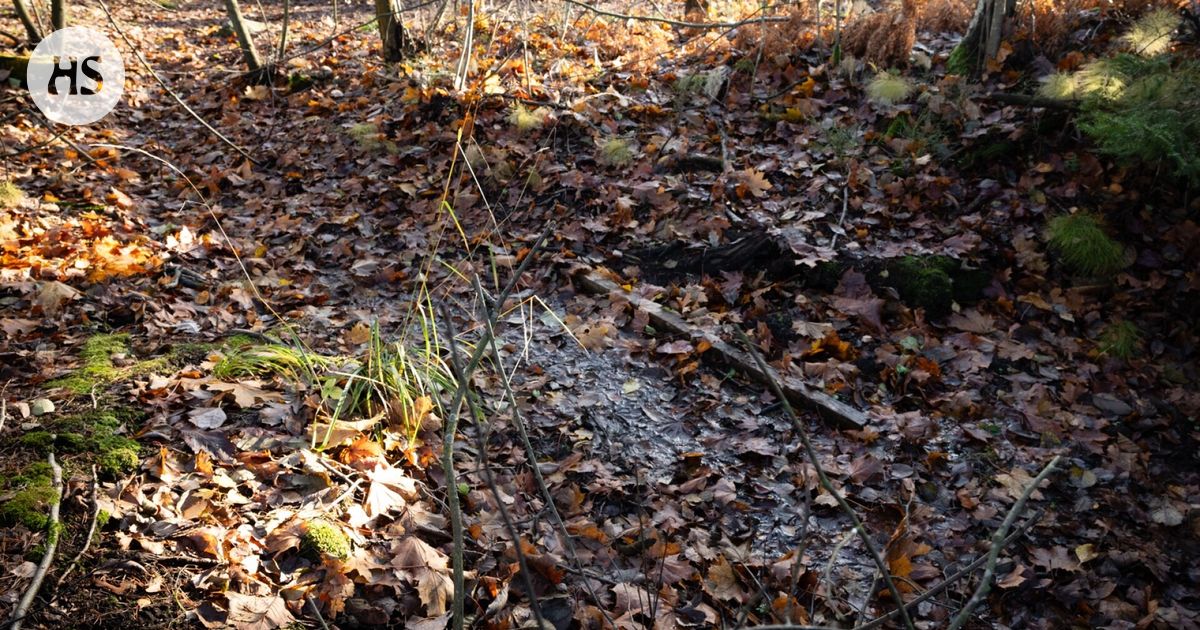 Noro nousi keskeiseksi metsäkiistassa Helsingissä – pieni virtavesi on kokoaan merkittävämpi