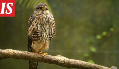 Vuoden linnuksi valittu uudenseelanninhaukka hyökkäilee ihmisten kimppuun Uudessa-Seelannissa