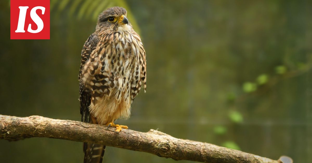 Vuoden linnuksi valittu uudenseelanninhaukka hyökkäilee ihmisten kimppuun Uudessa-Seelannissa