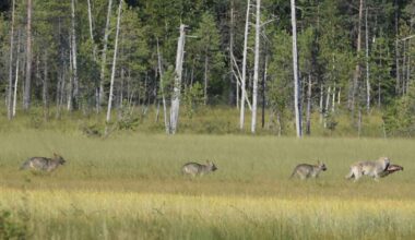 Kansalaisten karhu- ja susihavainnot miltei kaksinkertaistuneet | Uutisia lyhyesti
