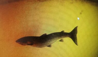 NRK: Vioittunutta norjalaista lohta viedään Eurooppaan laittomasti | Lappi