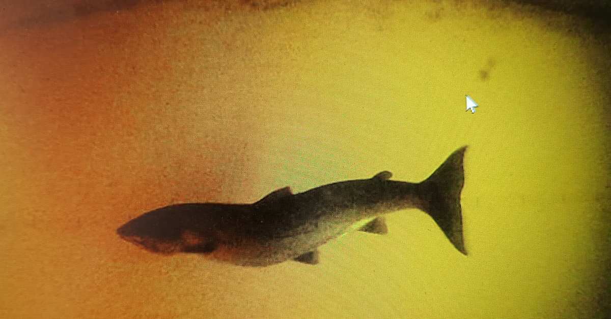 NRK: Vioittunutta norjalaista lohta viedään Eurooppaan laittomasti | Lappi