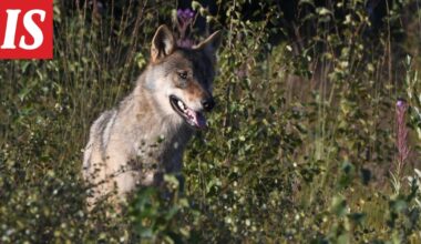 Riistakeskus: Suurpetohavainnot rajussa kasvussa - Ilta-Sanomat