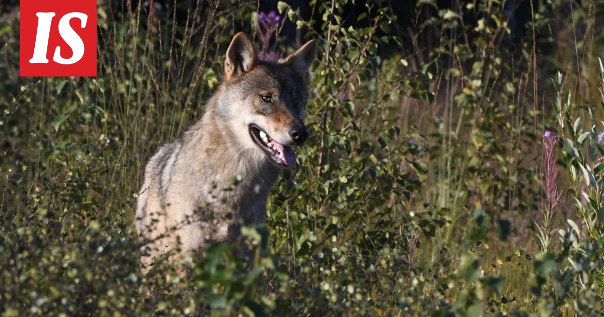 Riistakeskus: Suurpetohavainnot rajussa kasvussa - Ilta-Sanomat