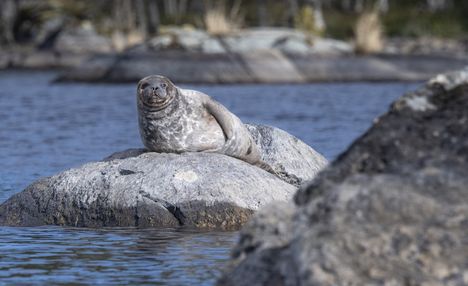 Saimaannorppa nautiskeli auringosta Pihlajavedellä Etelä-Savossa viime toukokuussa.