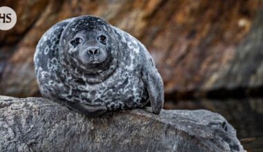 Saimaannorppakanta kasvaa, mutta jos niitä ei kuolisi kalanpyydyksiin, kasvu voisi olla jopa lähes kaksinkertaista